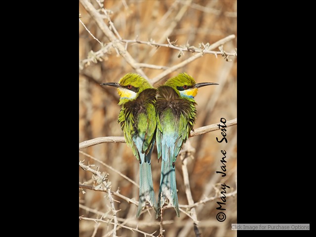 Heart shaped Swallow-tailed Bee-eaters