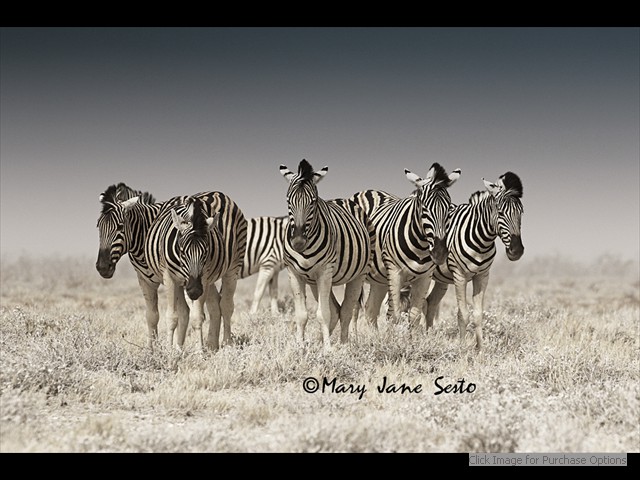 Five Zebras