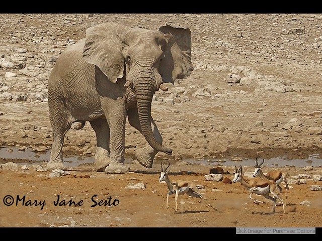 Bull Elephant chasing Springbok at a waterhole