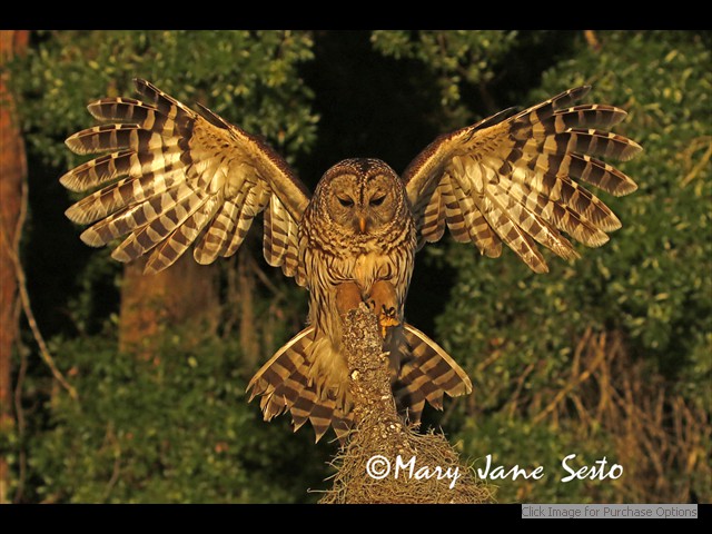 Barred Owl