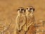 Young Meerkats very close to sunset. 