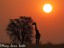 Giraffe at sunset