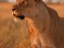 Lioness at Sunset
